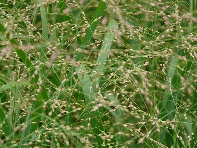 Deschampsia cespitosa ‘Goldtau’ - Ruwe smele