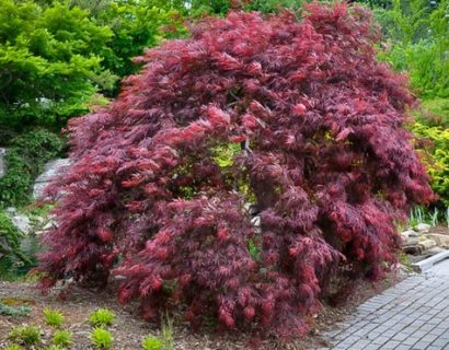 Acer palmatum ‘Inaba-shidare’ - Japanse esdoorn