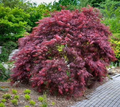 Acer palmatum ‘Inaba-shidare’ - Japanse esdoorn