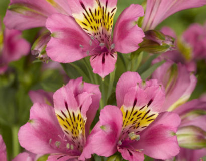 Alstroemeria ‘Summer Break’ (grote pot) - Incalelie