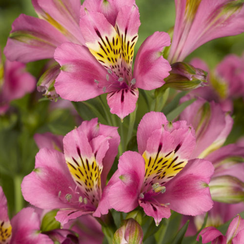 Alstroemeria ‘Summer Break’ (grote pot) - Incalelie