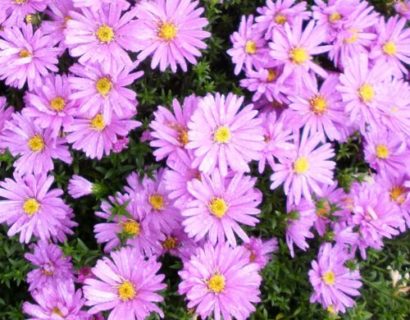 Aster dumosus ‘Rosenwichtel’ - Herfstaster