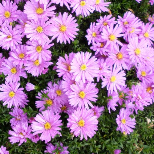 Aster dumosus ‘Rosenwichtel’ - Herfstaster