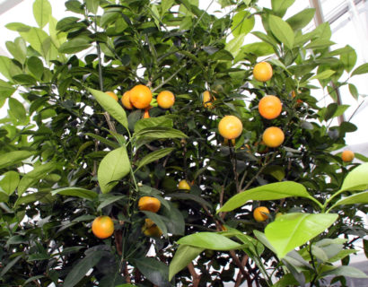 Citrofortunella microcarpa - Kamersinaasappel, dwergsinaasappel