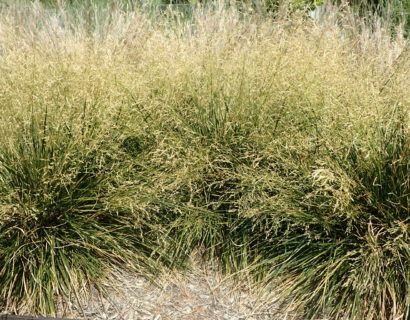 Deschampsia cespitosa ‘Goldtau’ - Ruwe smele
