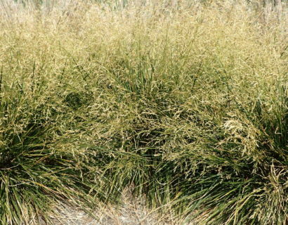 Deschampsia cespitosa ‘Goldtau’ - Ruwe smele