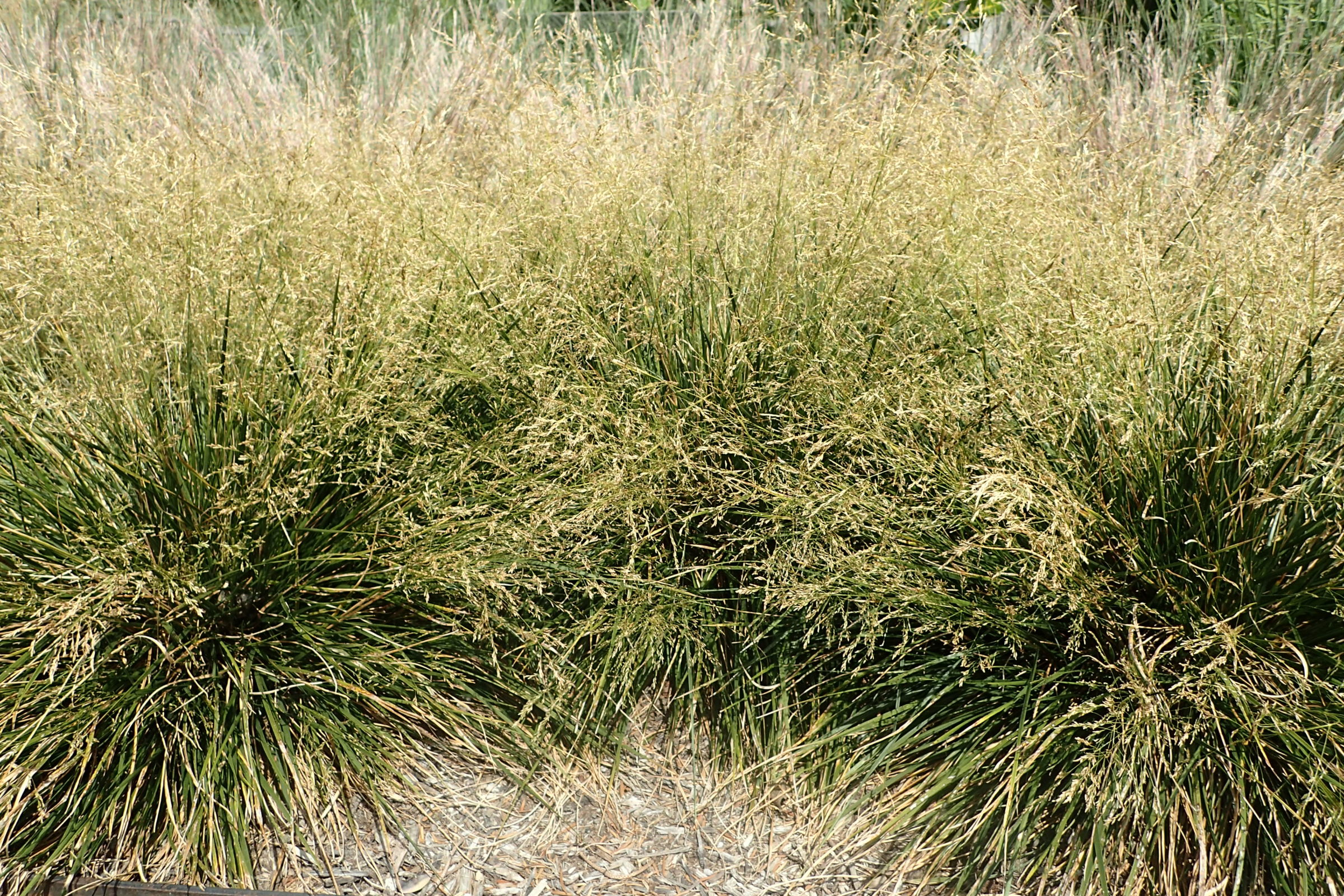 Deschampsia cespitosa ‘Goldtau’ - Ruwe smele