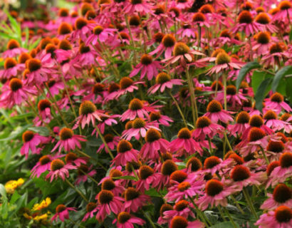 Echinacea ‘Rosy Red’ (grote pot) - Zonnehoed