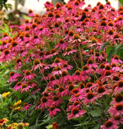 Echinacea ‘Rosy Red’ (grote pot) - Zonnehoed