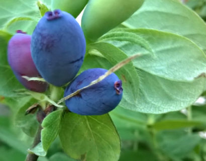 Lonicera caerulea ‘Kamtschatica’ - Honingbes