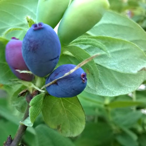 Lonicera caerulea ‘Kamtschatica’ - Honingbes