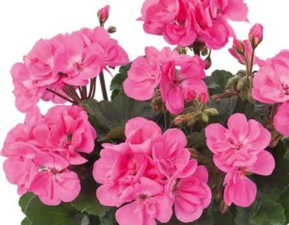 Geranium staand ‘Dolce Vita Anne’