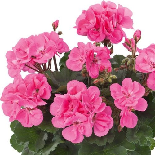 Geranium staand ‘Dolce Vita Anne’ - Staande geranium