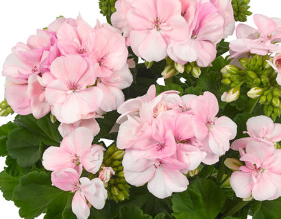 Geranium staand ‘Smart Light Pink’ - Staande geranium