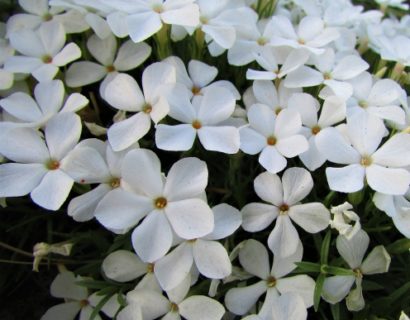 Phlox subulata ‘White Delight’ - Vlambloem