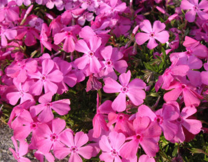 Phlox subulata ‘McDaniel’s Cushion’ - Vlambloem