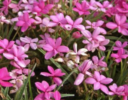 Rhodohypoxis ‘Douglas’ - Sterretjesgras