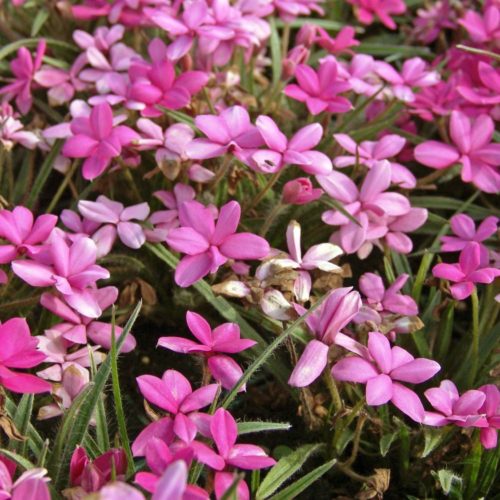 Rhodohypoxis ‘Douglas’ - Sterretjesgras