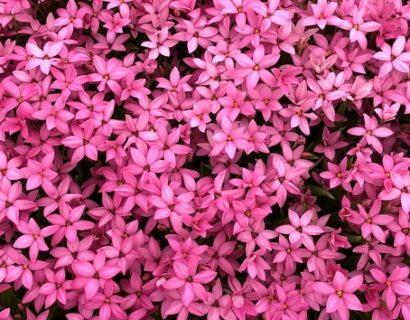 Rhodohypoxis ‘Hebron Farm Cerise’ - Sterretjesgras