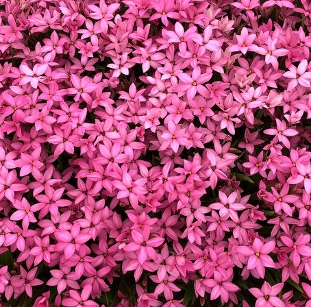 Rhodohypoxis ‘Hebron Farm Cerise’ - Sterretjesgras
