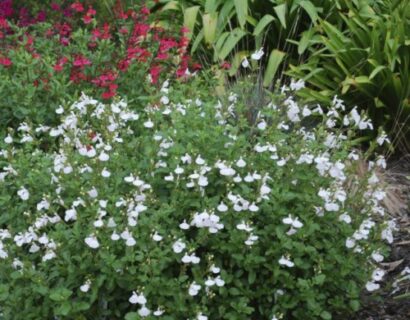 Salvia microphylla ‘White’ (grote pot) - Salie