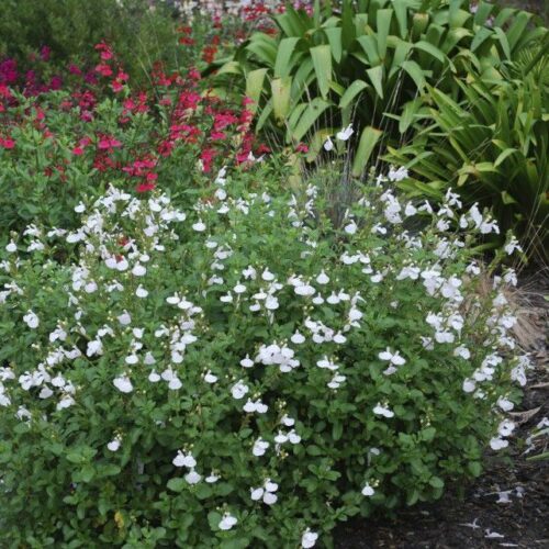 Salvia microphylla ‘White’ (grote pot) - Salie