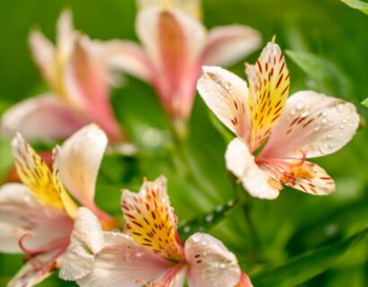 Alstroemeria ‘Summer Breeze’ (grote pot) - Incalelie