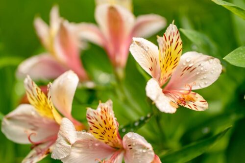 Alstroemeria ‘Summer Breeze’ (grote pot) - Incalelie