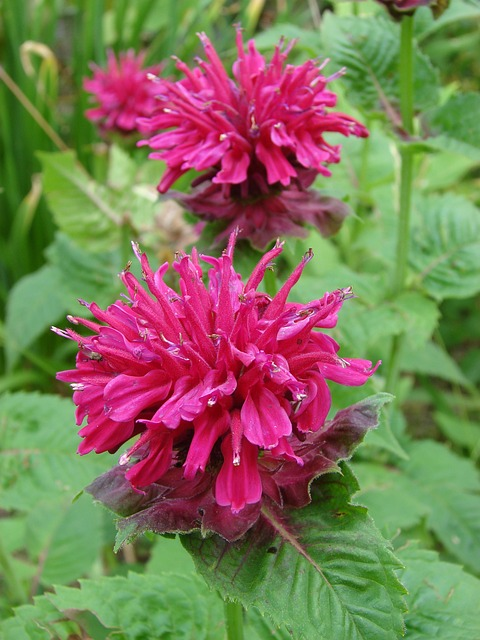 Monarda ‘Pink Lace’ - Bergamotplant