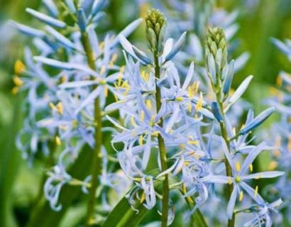 Camassia leichtlinii ‘Blue Heaven’ (grote pot) - Prairielelie, prairiekaars