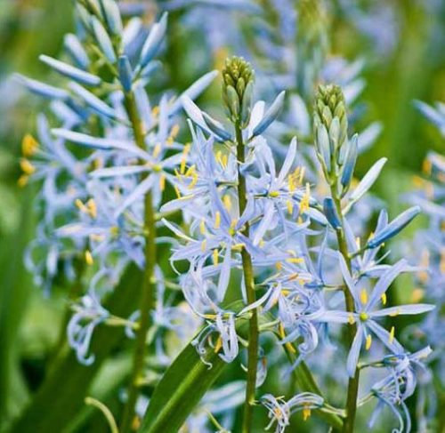 Camassia leichtlinii ‘Blue Heaven’ (grote pot) - Prairielelie, prairiekaars