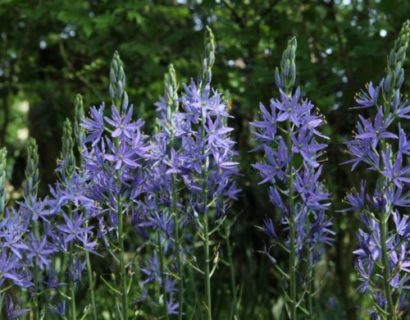 Camassia leichtlinii ‘Caerulea’ (grote pot) - Prairielelie, prairiekaars