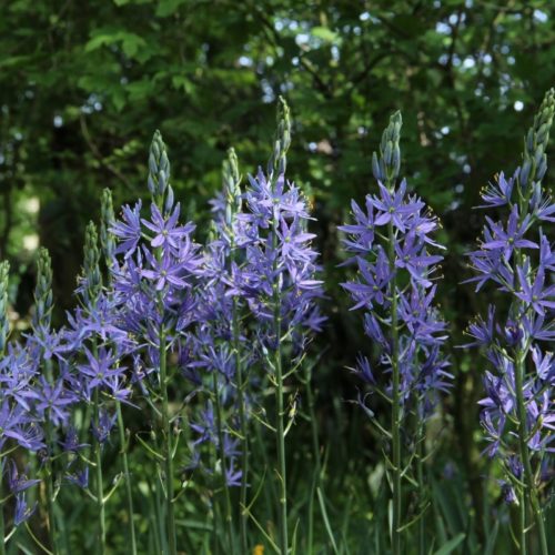 Camassia leichtlinii ‘Caerulea’ (grote pot) - Prairielelie, prairiekaars