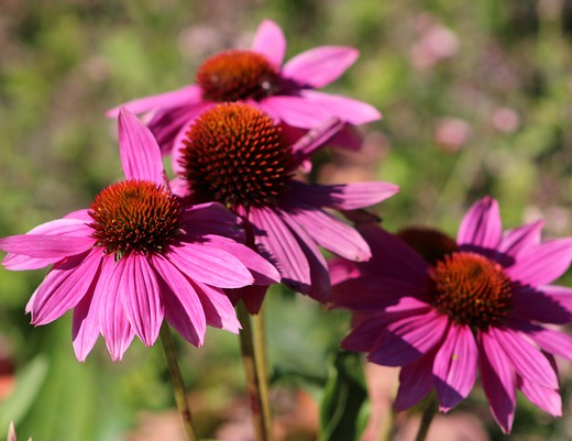 Echinacea ‘Rosy Red’ (grote pot) - Zonnehoed