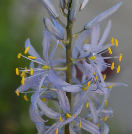 Camassia leichtlinii ‘Blue Heaven’ - Prairielelie, prairiekaars