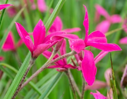 Rhodohypoxis ‘Donald Man’ - Sterretjesgras