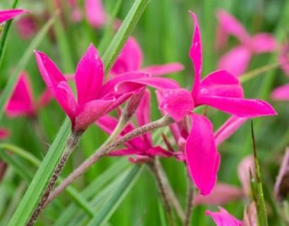 Rhodohypoxis ‘Donald Man’ - Sterretjesgras