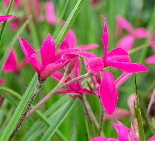 Rhodohypoxis ‘Donald Man’ - Sterretjesgras
