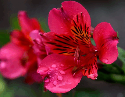 Alstroemeria ‘River Valley’ - Incalelie