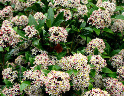 Skimmia japonica ‘Ruby Dome’