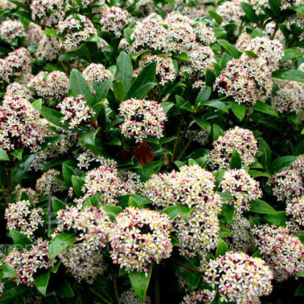 Skimmia japonica ‘Ruby Dome’ - Skimmia