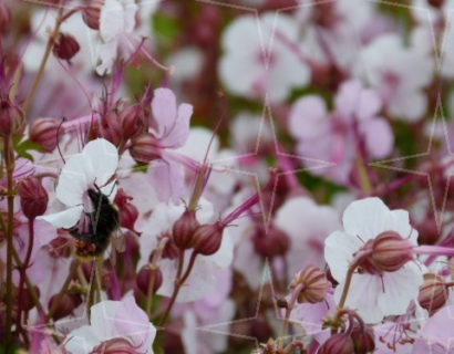 Geranium cantabrigiense ‘Karmina’ - Ooievaarsbek