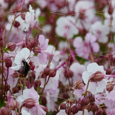 Geranium cantabrigiense ‘Karmina’ - Ooievaarsbek