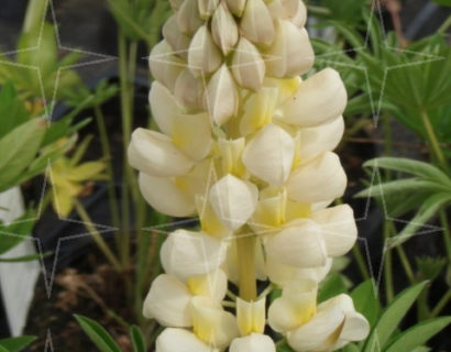 Lupinus ‘Gallery Yellow’ (grote pot) - Lupine