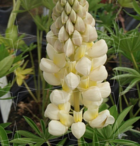 Lupinus ‘Gallery Yellow’ (grote pot) - Lupine