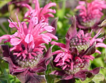 Monarda ‘Pink Lace’ (grote pot) - Bergamotplant