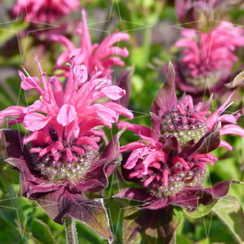 Monarda ‘Pink Lace’ (grote pot) - Bergamotplant