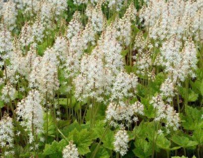 Tiarella wherryi - Perzische muts