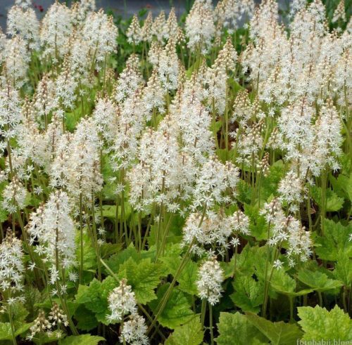 Tiarella wherryi - Perzische muts