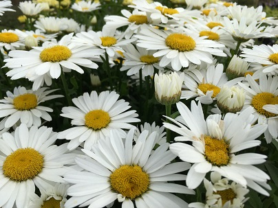 Leucanthemum  ‘Lagrande’ - Margriet